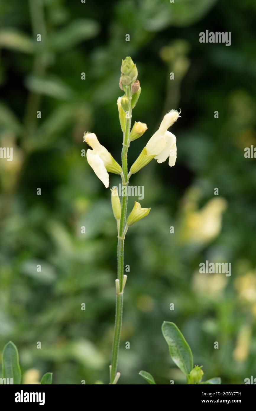 Salvia greggii 'Sungold' Banque D'Images