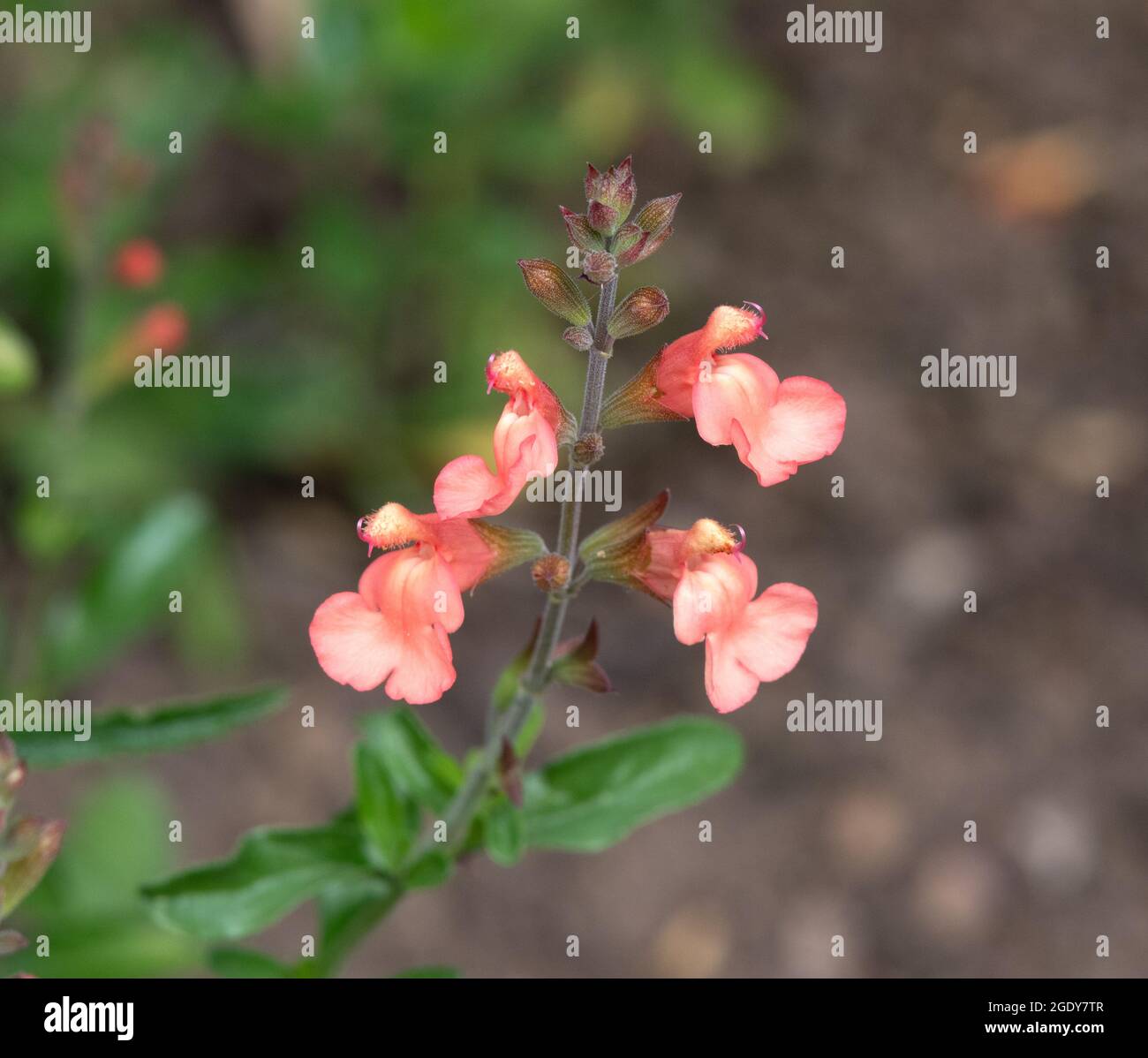 Salvia × jamensis 'California Sunset' Banque D'Images