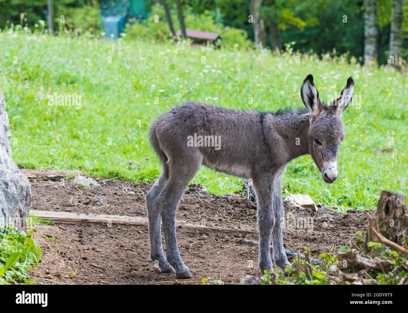 Bebe Ane Banque D Image Et Photos Alamy