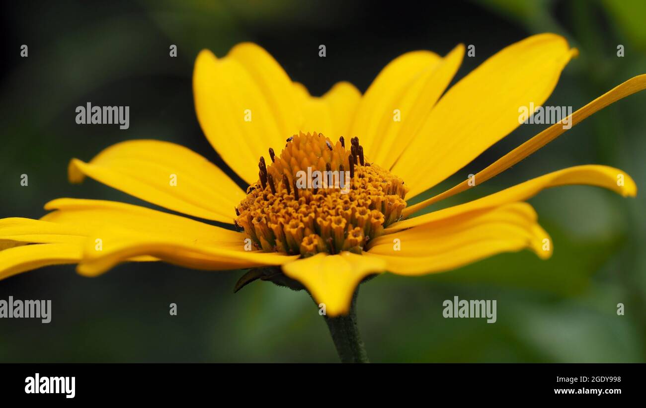 Gros plan de la fleur jaune sur une plante de tournesol à œilleton avec un arrière-plan flou Banque D'Images