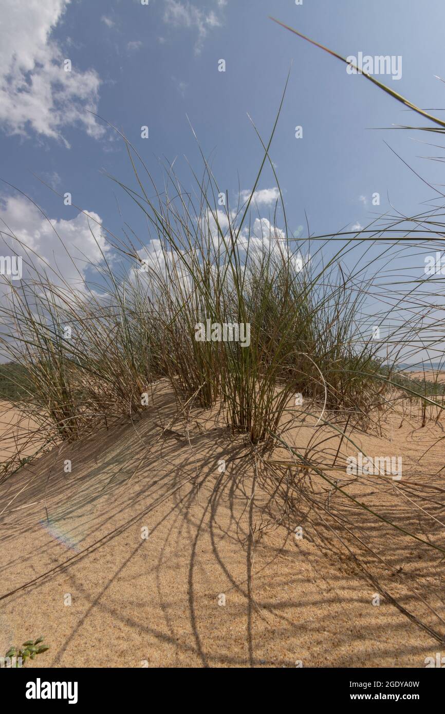Herbe de maram dans les dunes. Sur la plage de Mazagon; Huelva, Espagne Banque D'Images