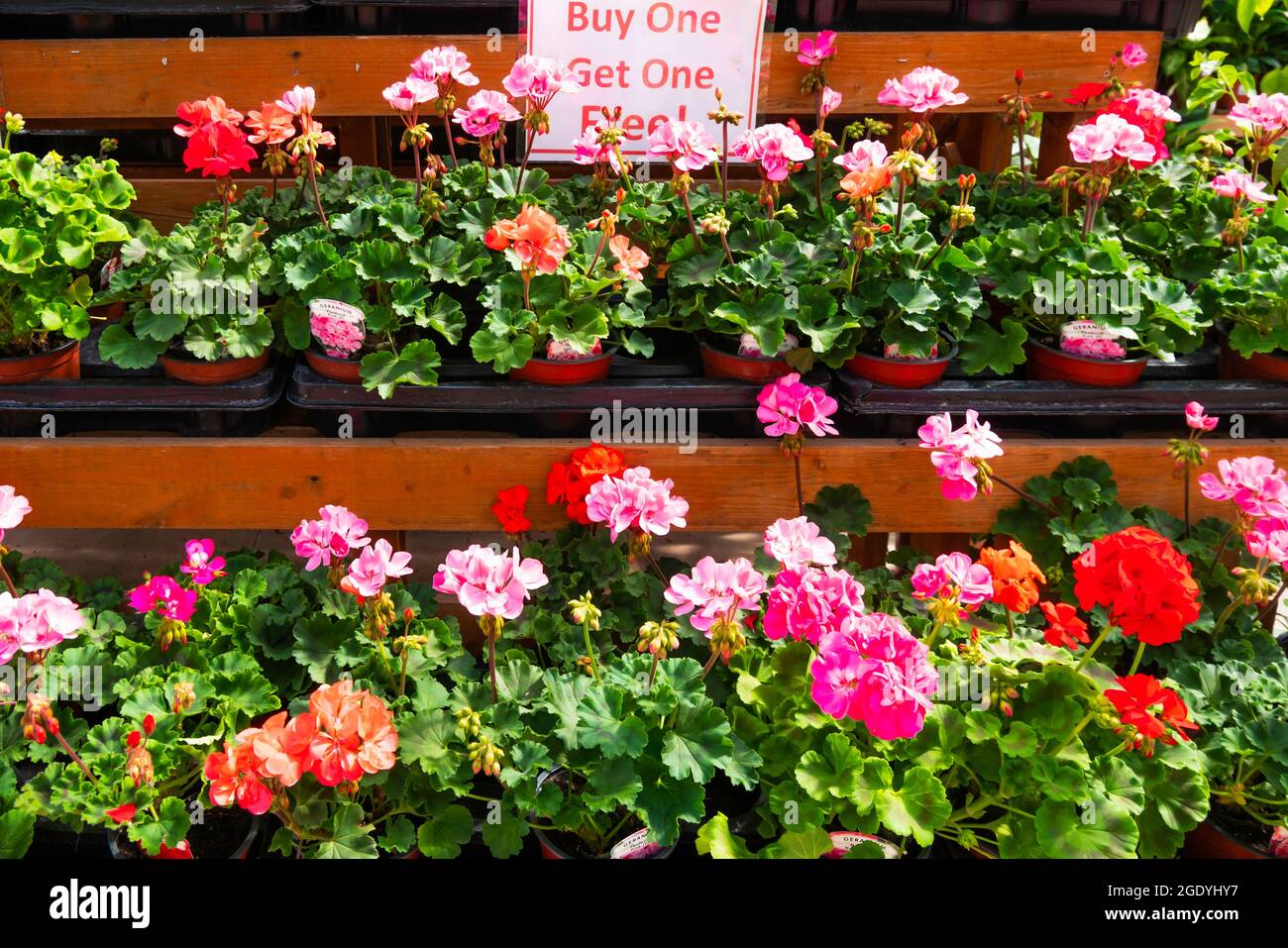 Plantes de Geranium rouge et rose dans un centre de jardin en vente achetez-en une et obtenez-en une gratuitement Banque D'Images