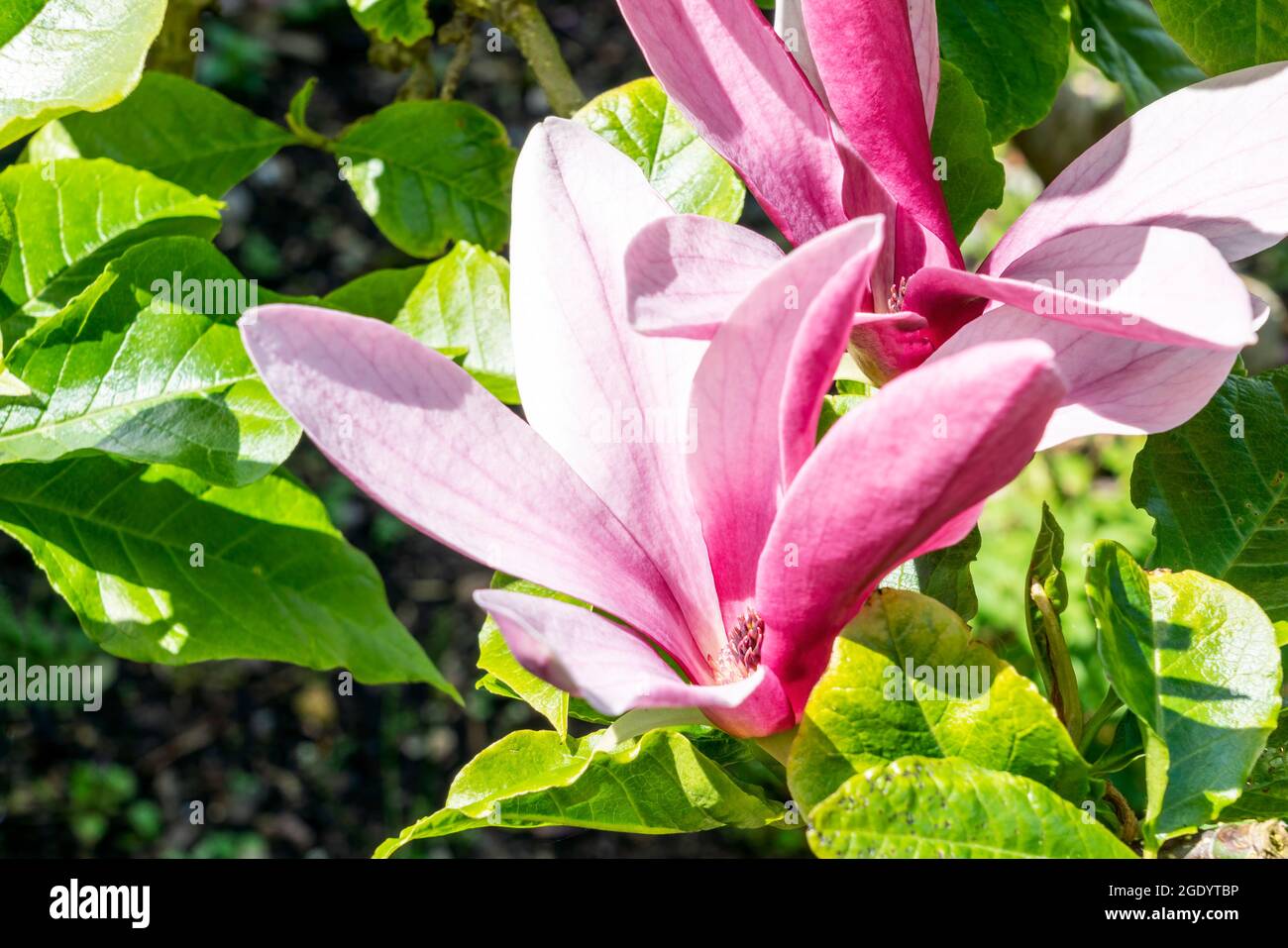 Magnolia Liliiflora 'Nigra' plante arbustive à fleurs d'été avec fleur rouge violet en été communément connue sous le nom de nénuphars noirs magnolia, stock Banque D'Images