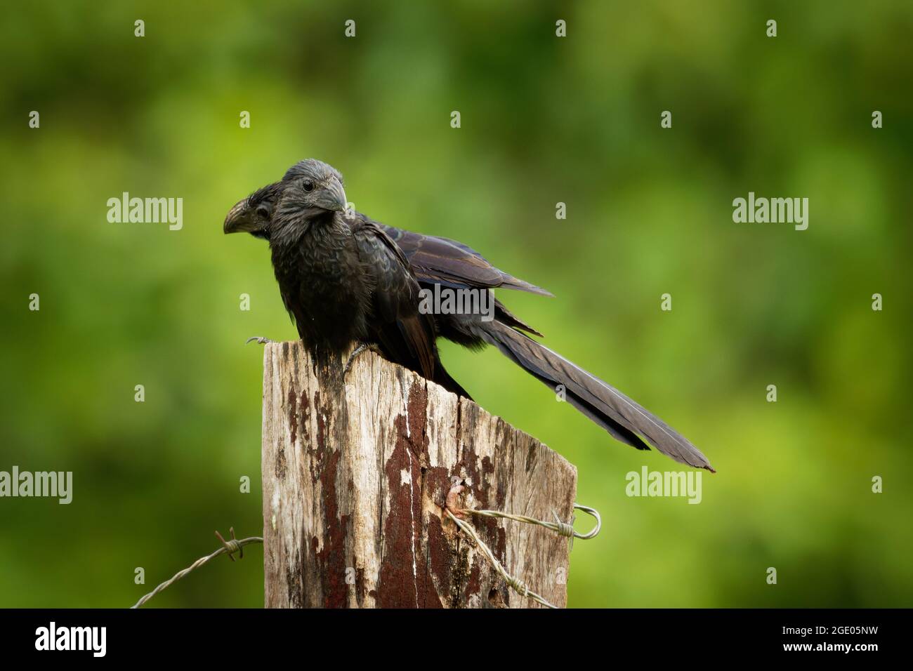 Groove-billed Ani - Crotophaga sulcirostris oiseaux tropicaux dans la famille coucou, longue queue et un grand bec crochu. Les espèces résidentes du Texas, Mexique Banque D'Images