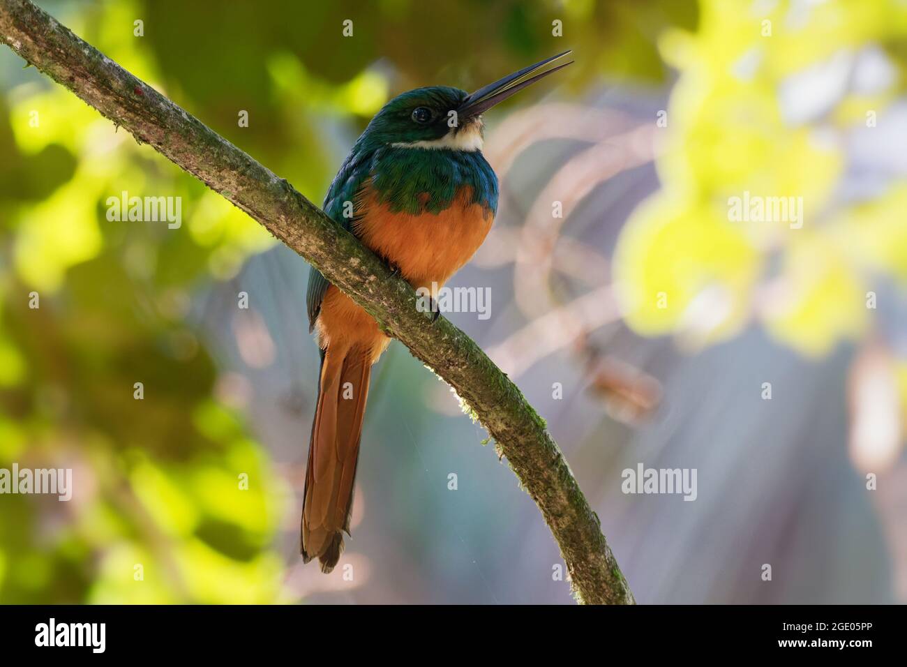 Jacamar à queue rufeuse - Galbula ruficauda les oiseaux près de la passerine se reproduisent dans le Nouveau monde tropical au Mexique, en Amérique centrale et du Sud jusqu'au Brésil et à l'Ecua Banque D'Images