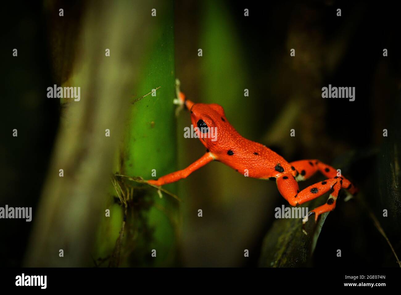 Grenouille de dart et de poison de fraise - Oophaga (Dendrobates) pumilio, petite grenouille de dart rouge poison trouvée en Amérique centrale, du centre-est du Nicaragua Banque D'Images