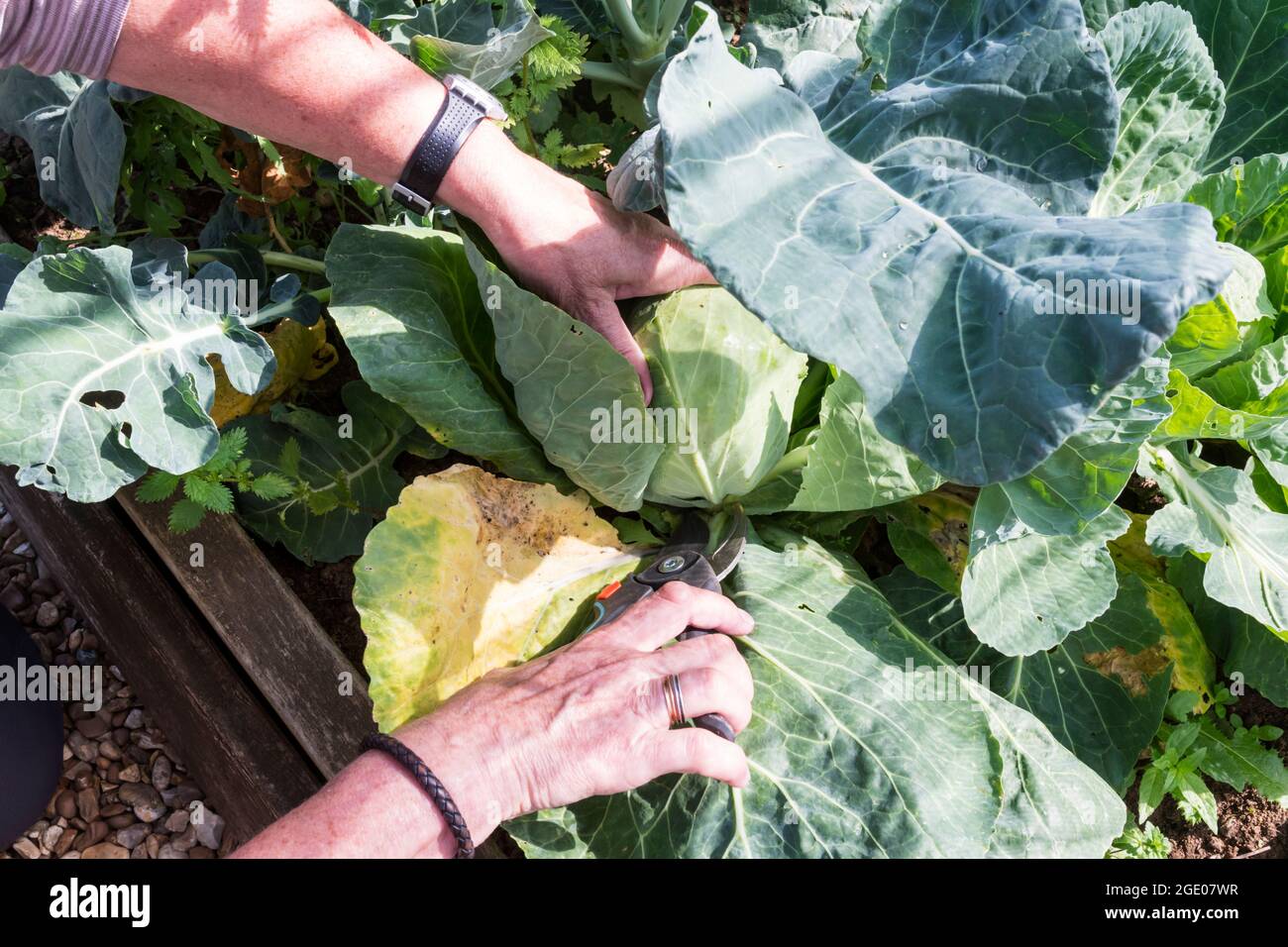 Femme récoltant un chou vert d'été 'Primo', Brassica oleracea. Banque D'Images