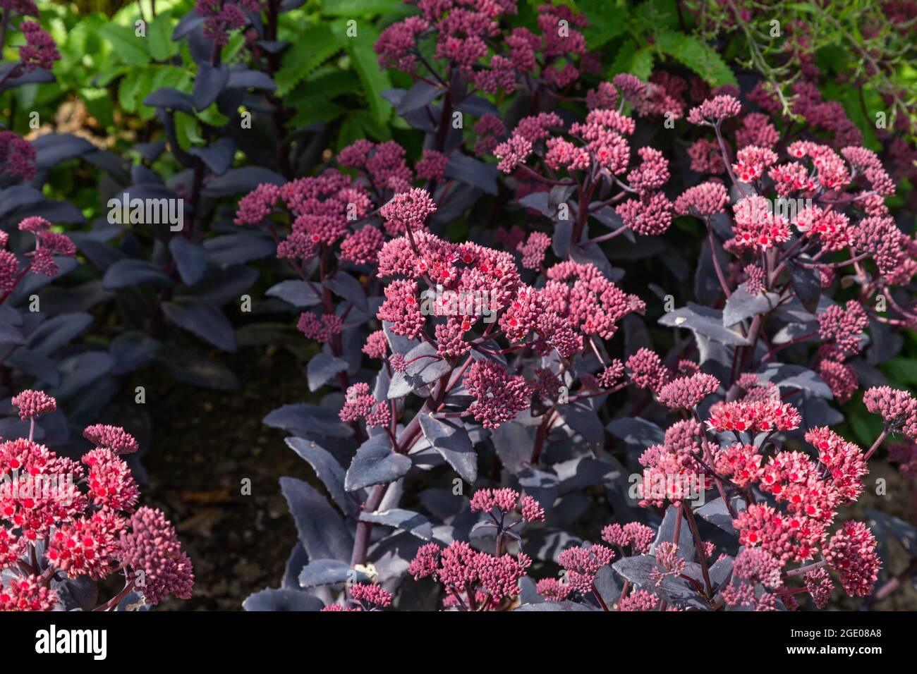 Sedum telephium 'Purple Emperor' Banque D'Images