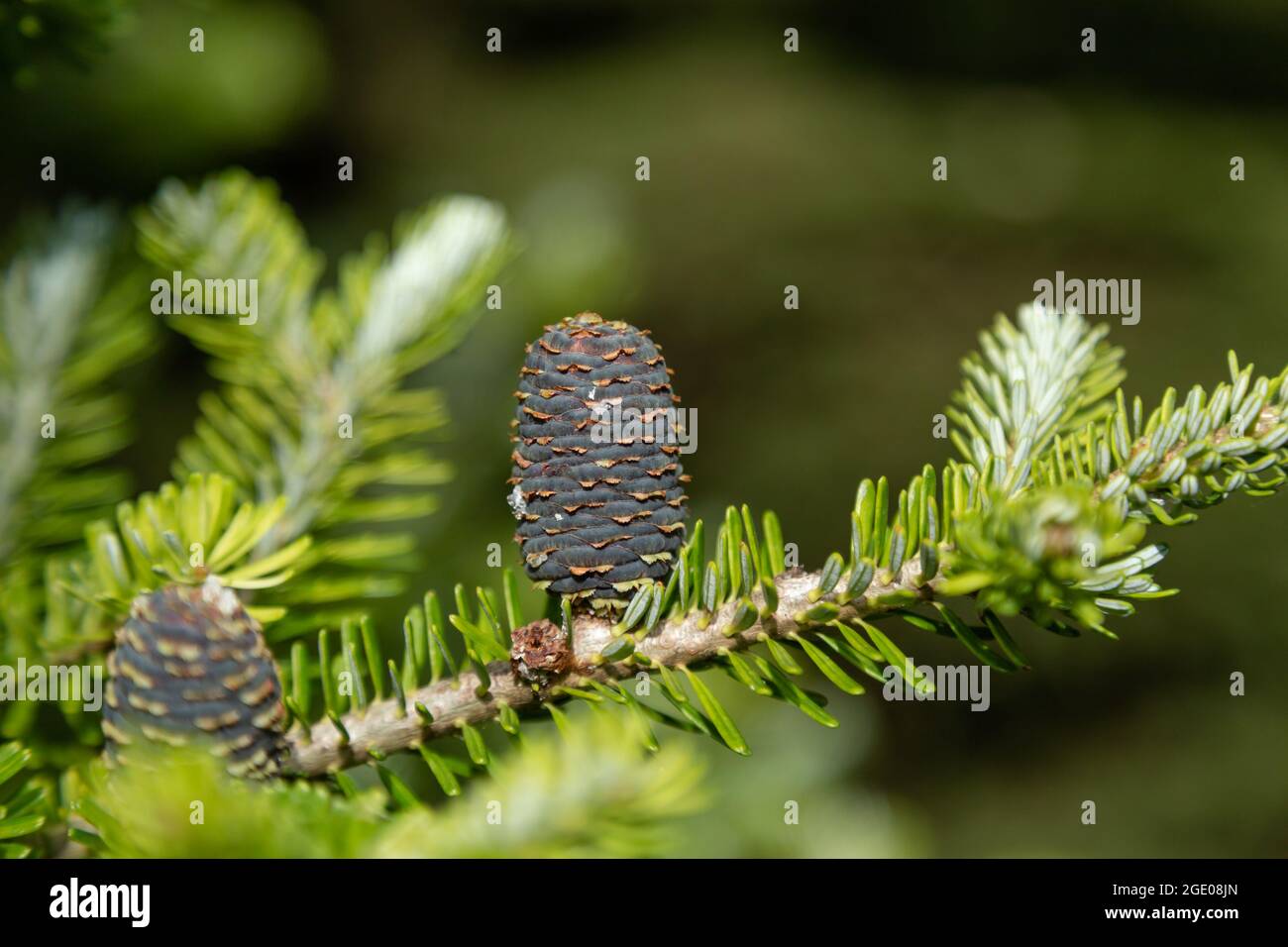 Fir Cones coréen Banque D'Images