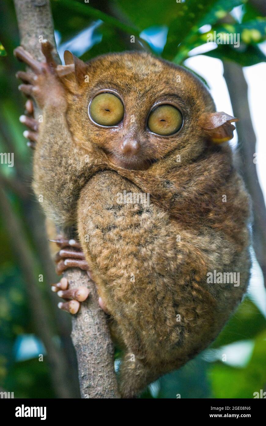 Le Tarsier philippin (Carlito syrichta) sur branche d'arbre, Loboc, Bohol, Visayas, Philippines Banque D'Images