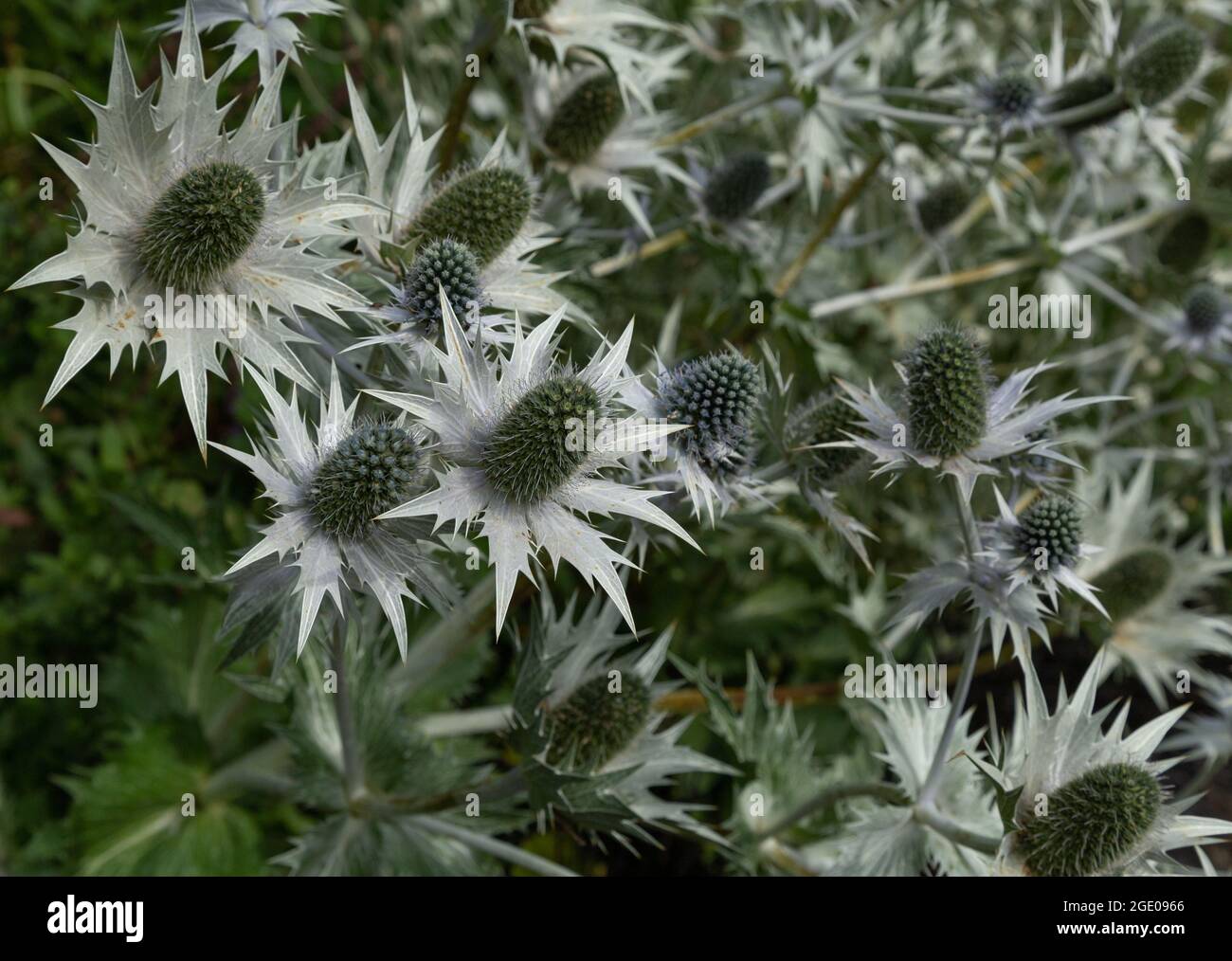 Eryngium giganteum (le fantôme de Mlle Willmott) Banque D'Images