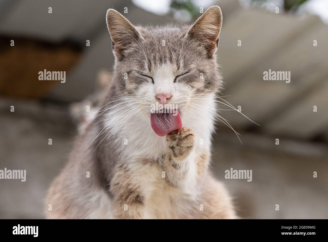 Le Chat Leche Sa Patte Le Chat Est Lave Photo Stock Alamy