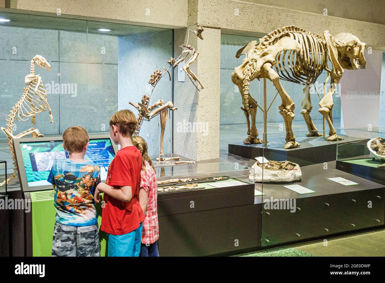 Brisbane Australie, Centre culturel, Queensland Museum & Science Centre centre animaux squelettes, exposition collection os garçons enfants l Banque D'Images