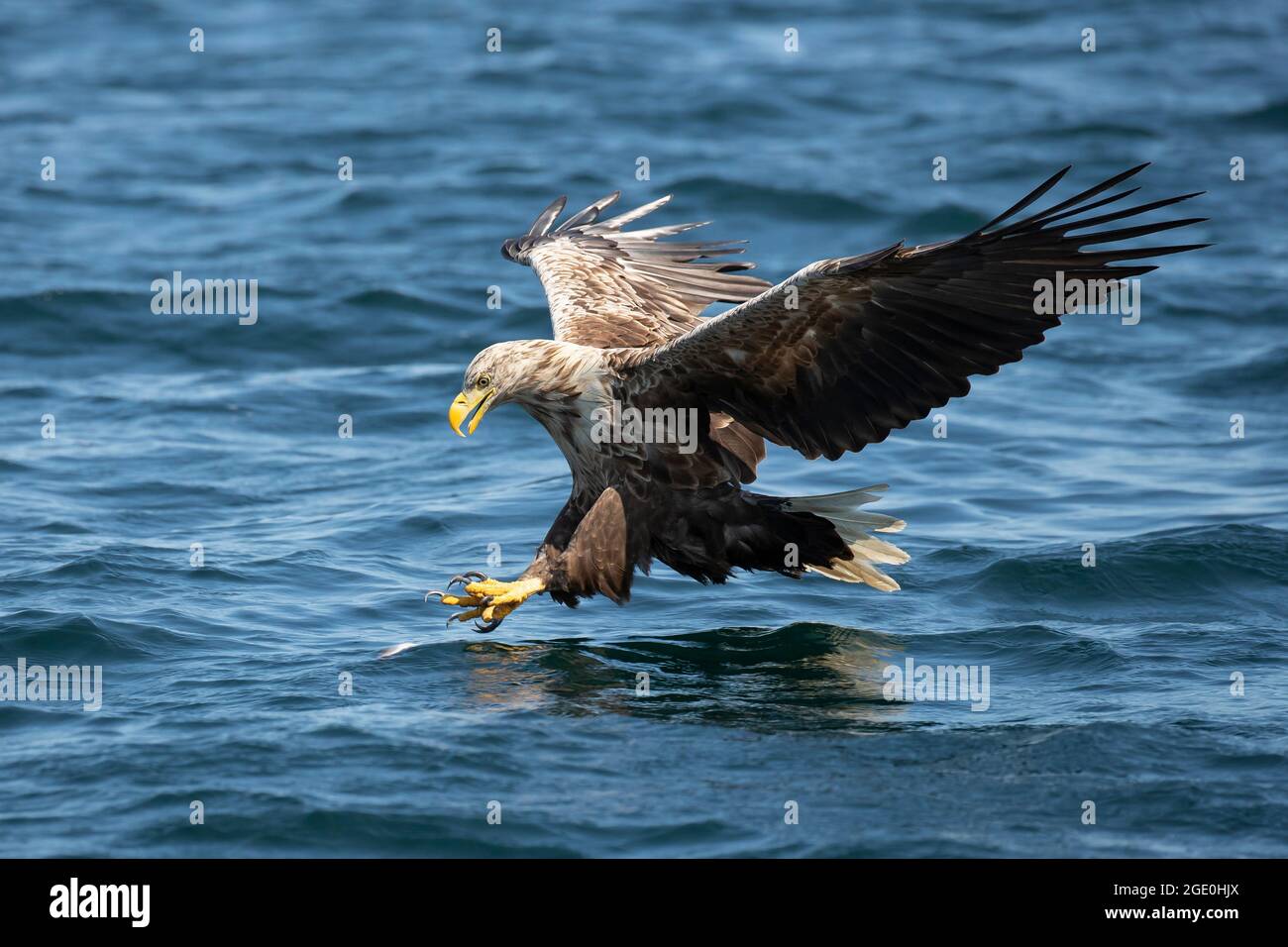 Pêche à l'aigle à queue blanche (Haliaeetus albicilla) Banque D'Images