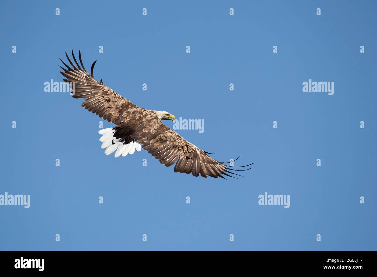 Pêche à l'aigle à queue blanche (Haliaeetus albicilla) Banque D'Images