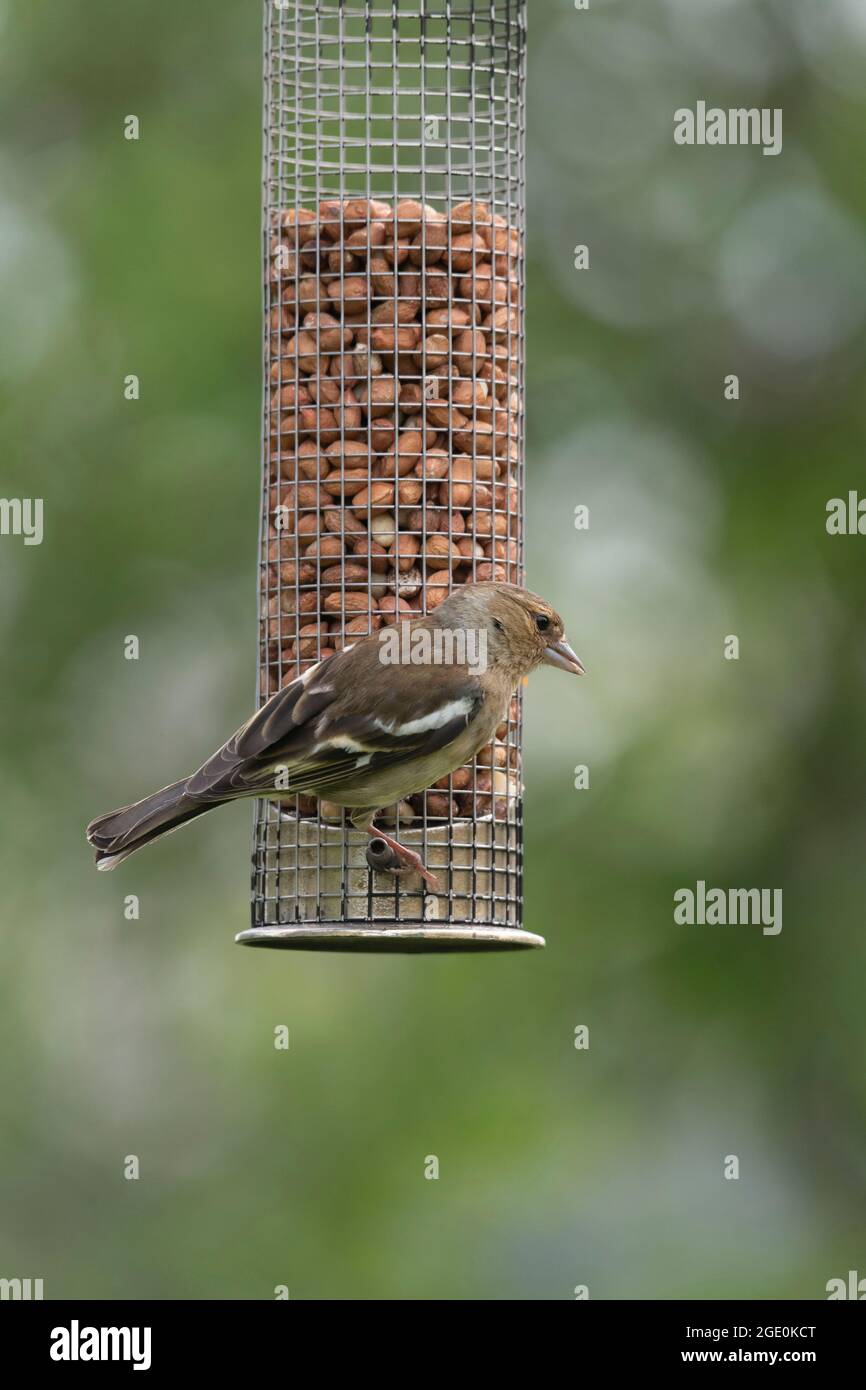 Un Chaffinch féminin (Fringilla Coelebs), connu en Écosse sous le nom de Shelfie, accroché à un mangeoire à oiseaux de jardin Banque D'Images