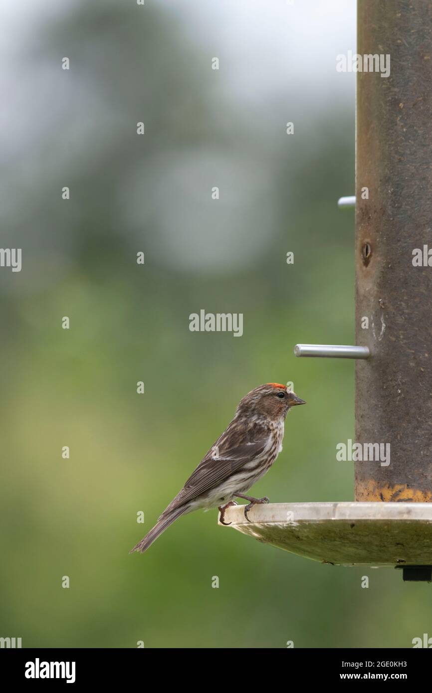 Un petit scrutateur (Carduelis Cabaret) perché sur un mangeoire à graines de Nyger Banque D'Images