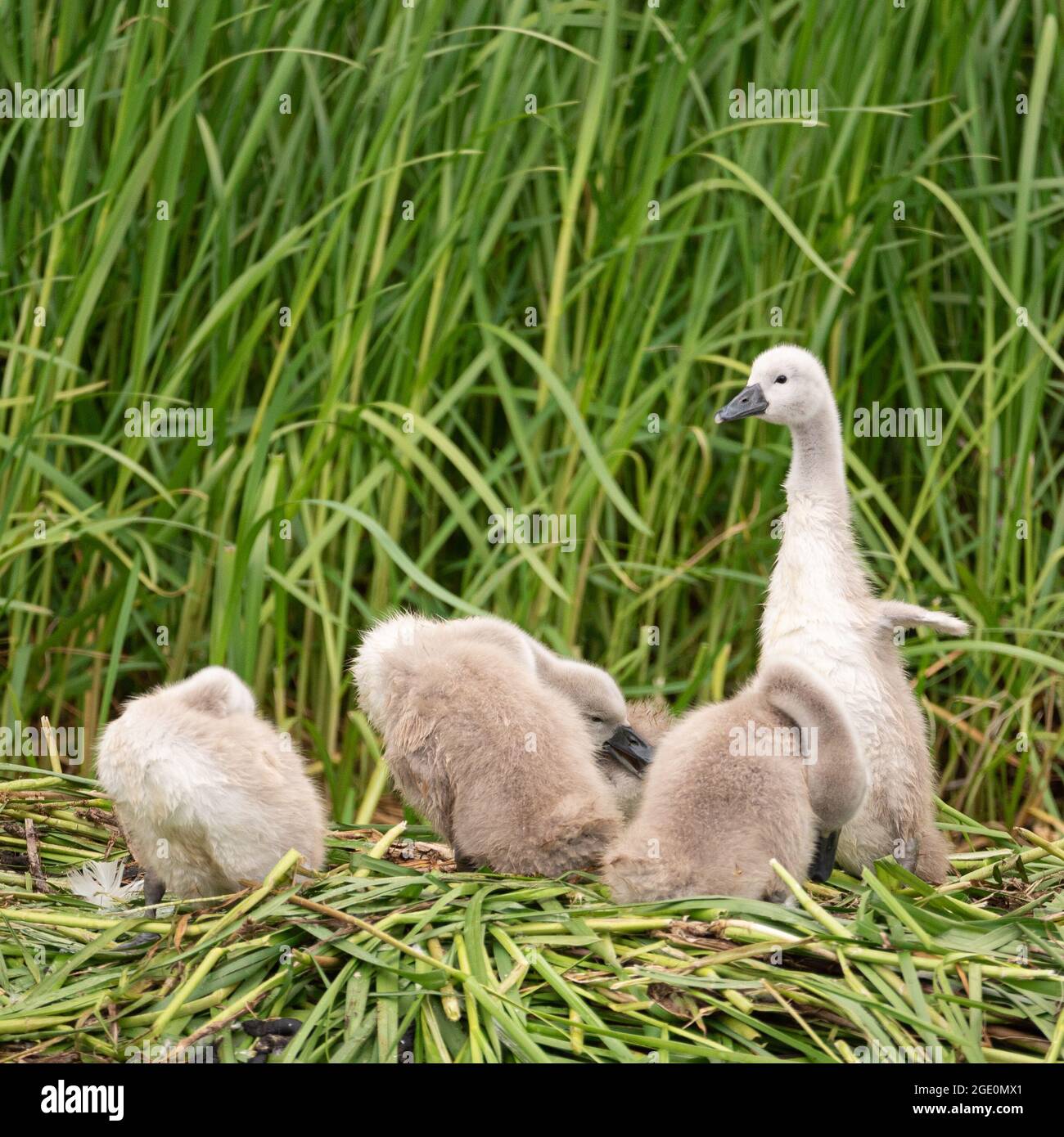 Cygnets dans leur nid avec un debout grand Banque D'Images Cygnets dans leur nid avec un debout grand Banque D'Images