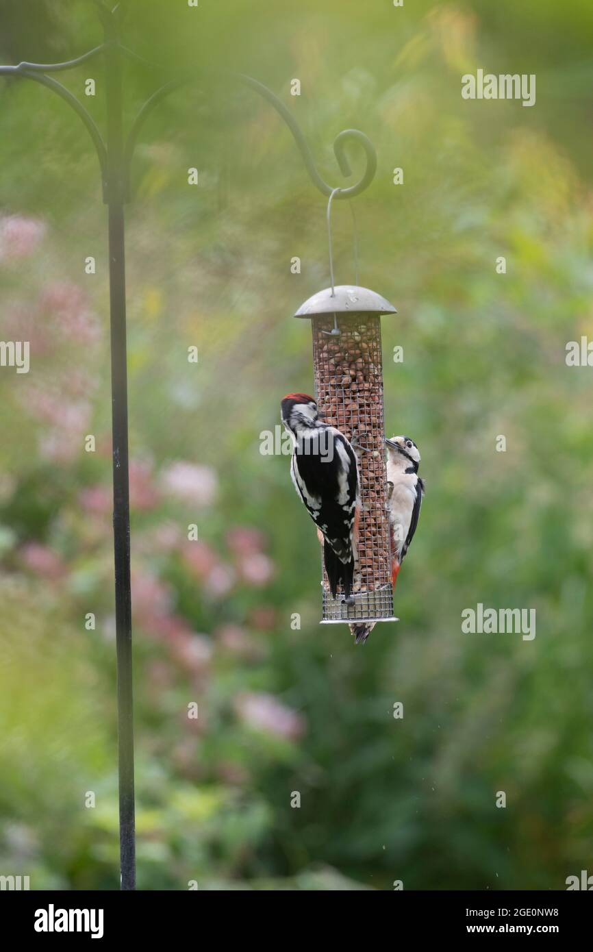 Une paire de grands pics à pois (Dendrocopos Major), un parent et ses jeunes, se nourrissant ensemble sur des arachides dans un mangeoire à oiseaux de jardin Banque D'Images