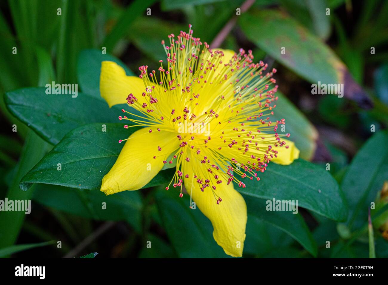 La fleur jaune du millepertuis Banque D'Images