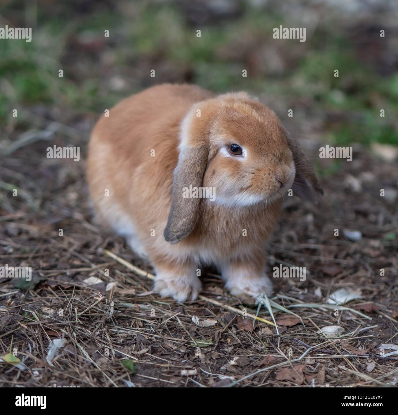 Lapin Banque D'Images