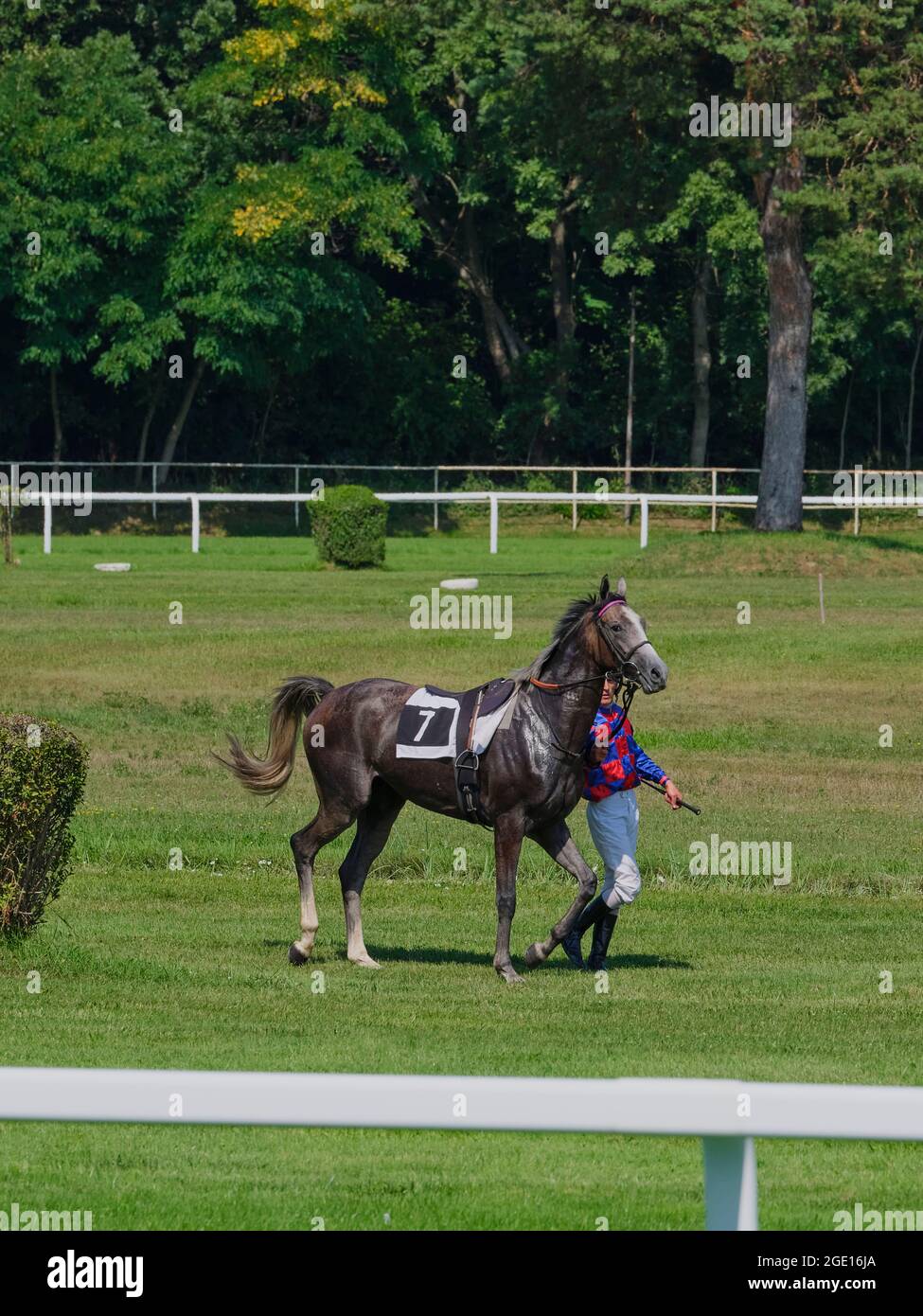 Handler mène un cheval de course gris portant le numéro 7 sur un hippodrome vert avant une course hippique. Banque D'Images