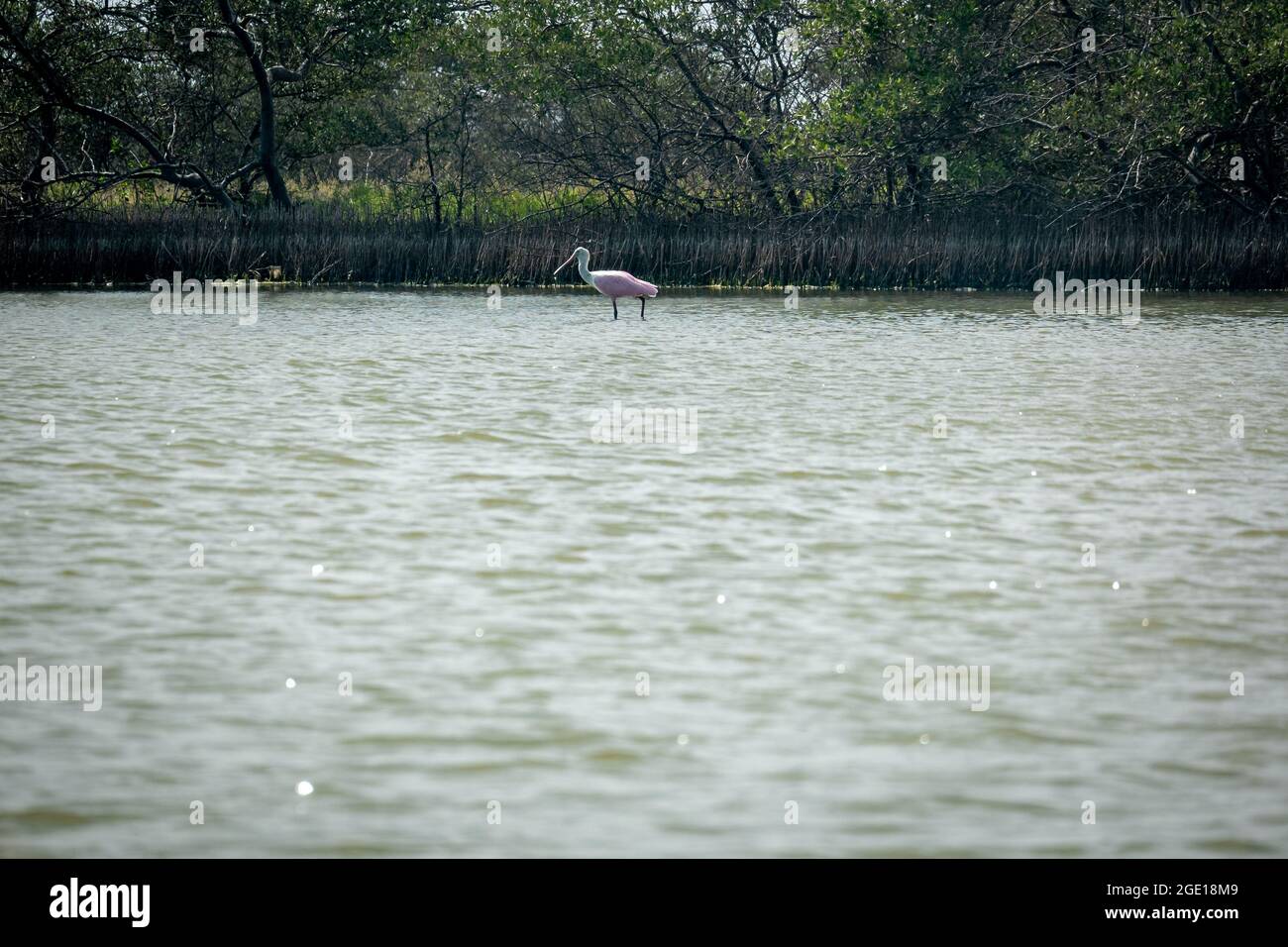 Le Roseate Spoonbill (Platalea ajaja) est en marche sur l'eau, à la recherche de nourriture dans la réserve naturelle de Riohacha, la Guajira, Colombie Banque D'Images