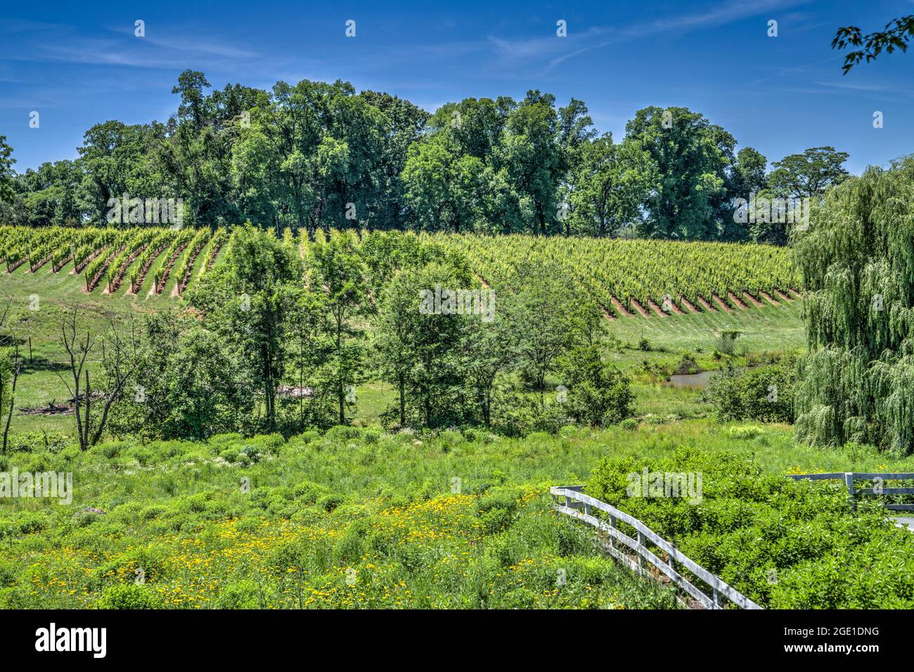 Les raisins poussent sur une colline aux vignobles de Barboursville en Virginie. Banque D'Images