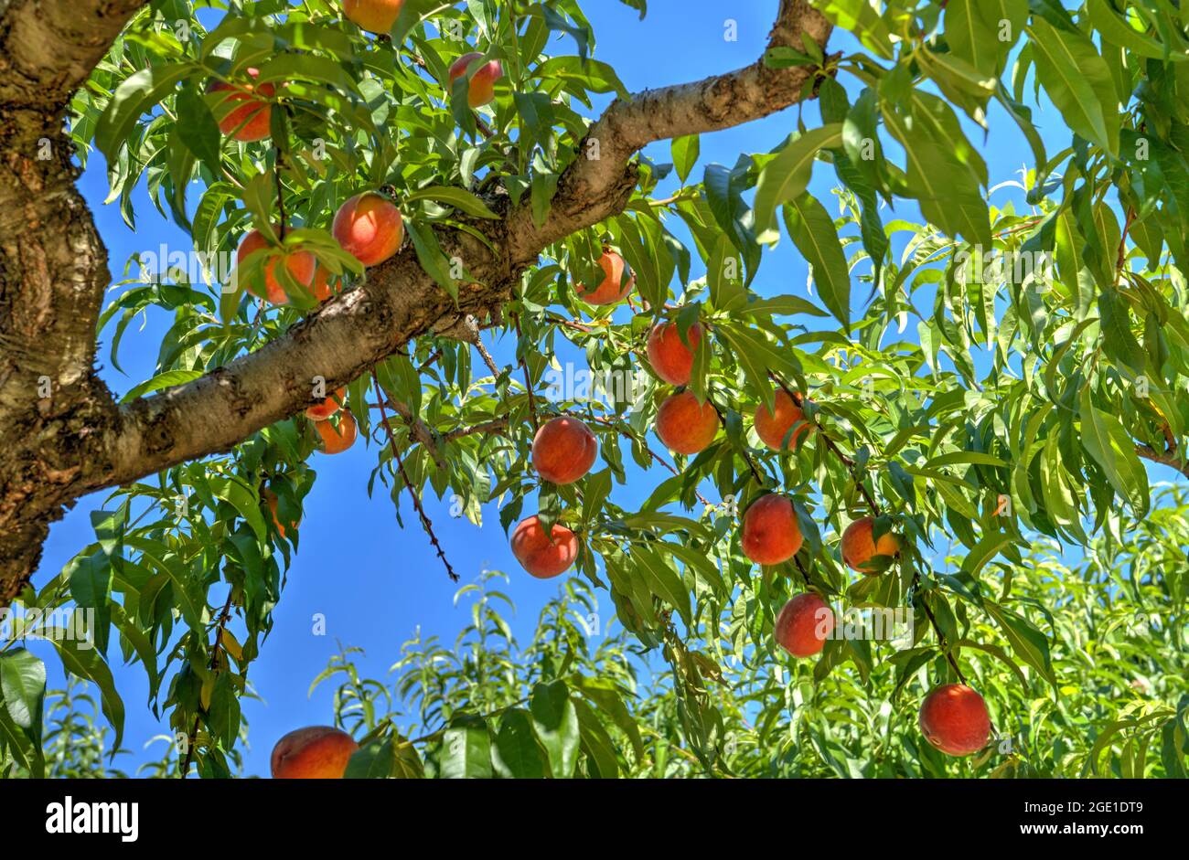 Des pêches pendent des branches de l'Orchard Chilles Peach et du marché agricole à l'extérieur de Charlottesville, à Crozet, en Virginie. Banque D'Images