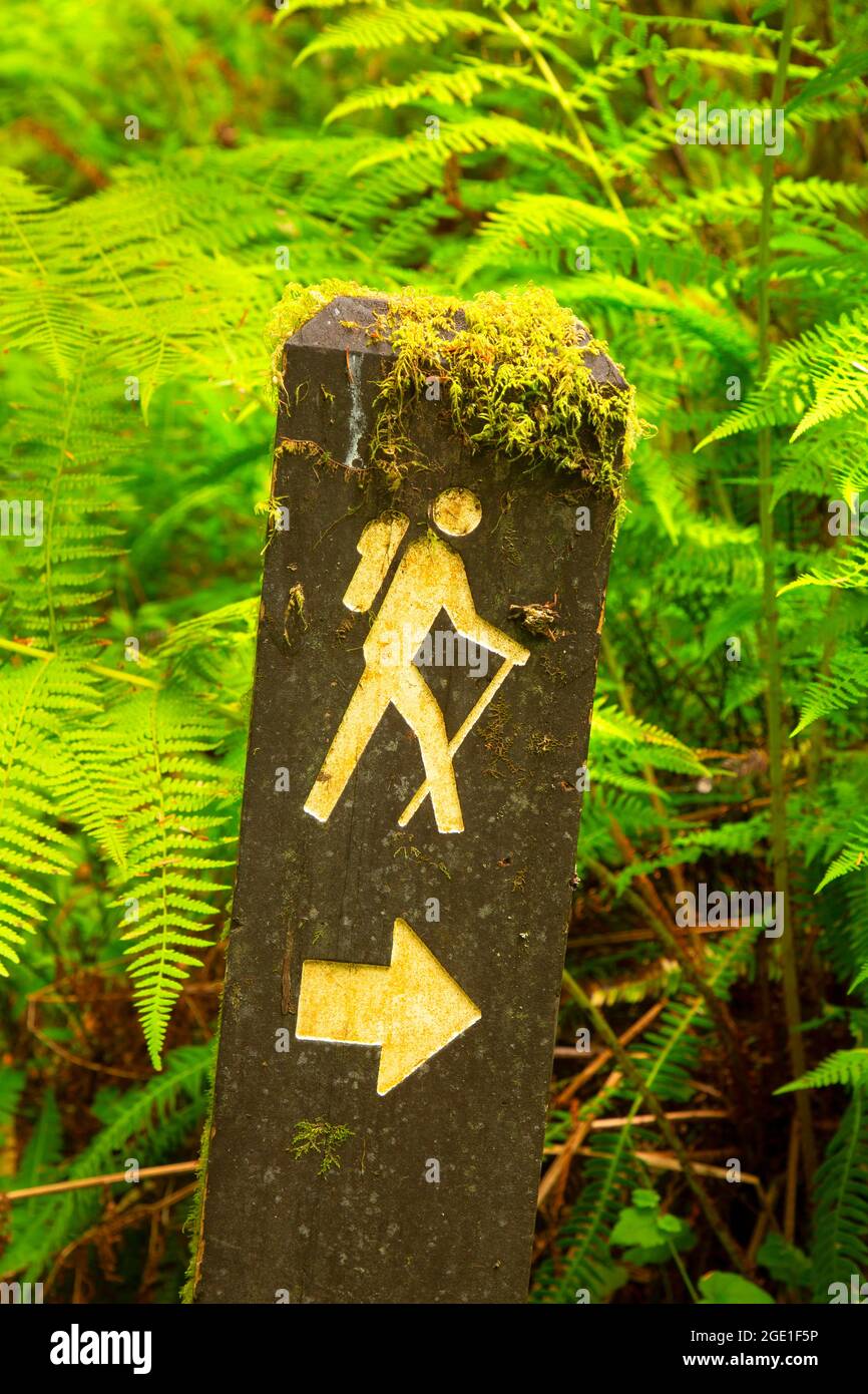 Sentier le long de Wellman Loop Trail, parc national Jedediah Smith Redwoods, parc national Redwood, Californie Banque D'Images