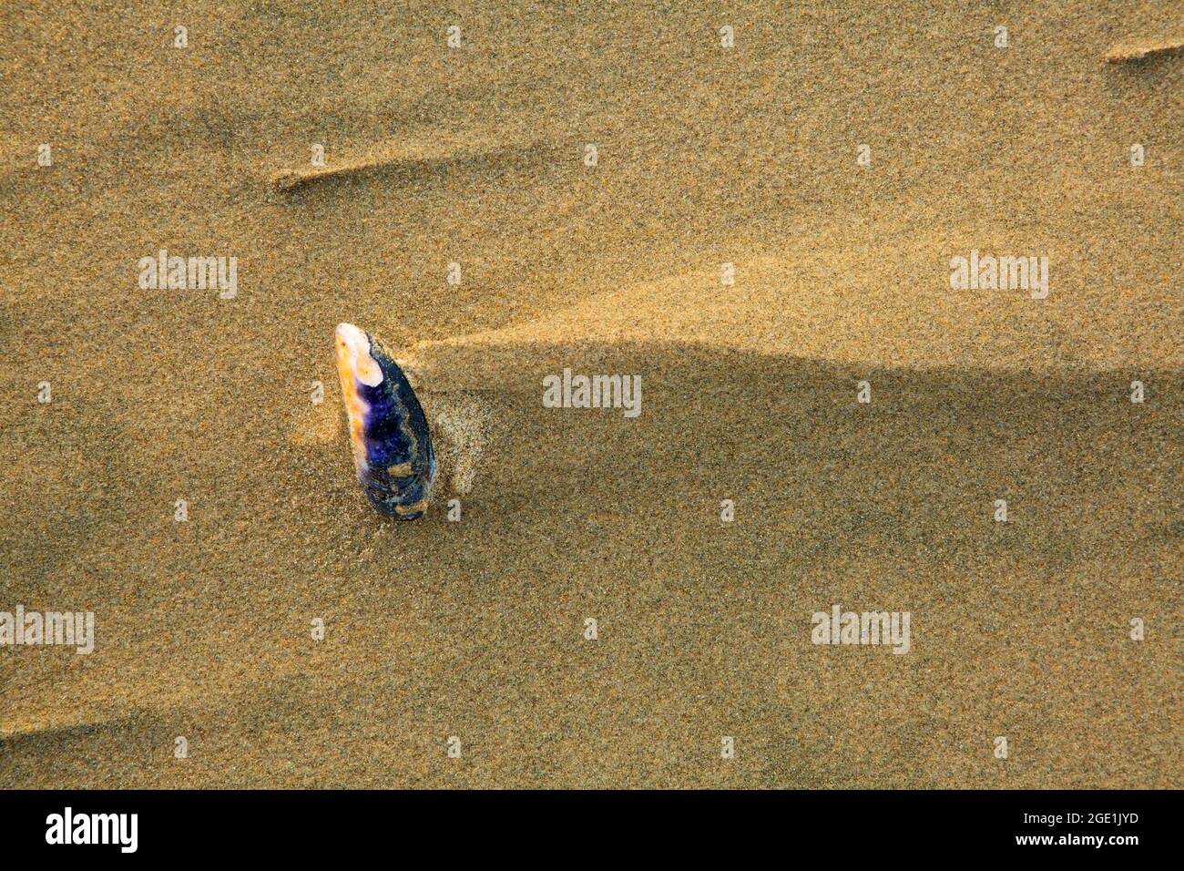 Coquillage de moules sur la plage, Carl G. Washburne Memorial State Park, Oregon Banque D'Images