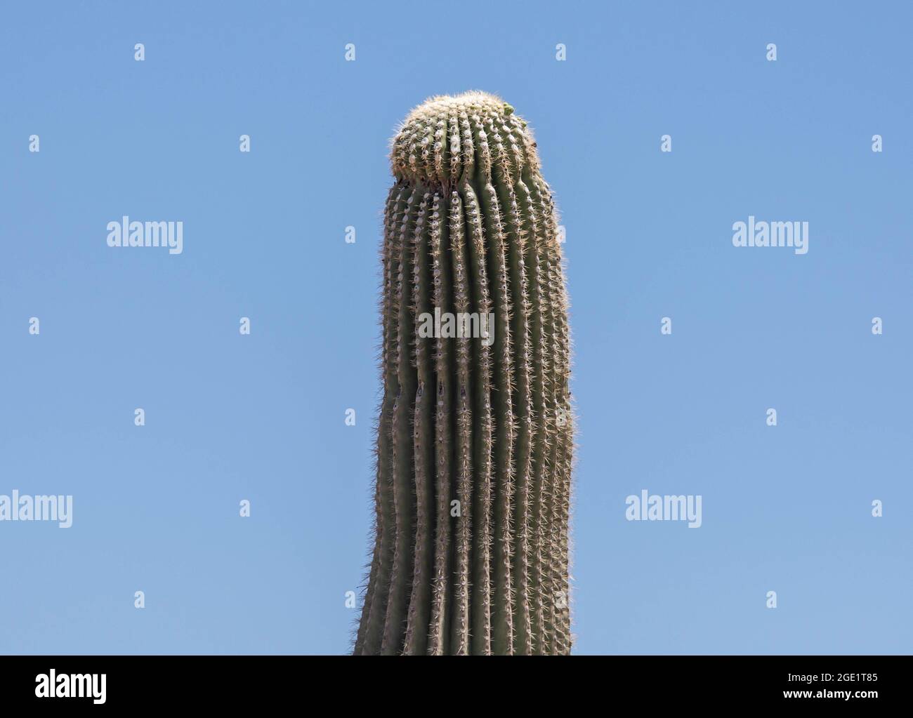 Cactus saguaro (Carnegiea gigantea, Cereus giganteus), blooming, USA, Arizona Sonora, Banque D'Images