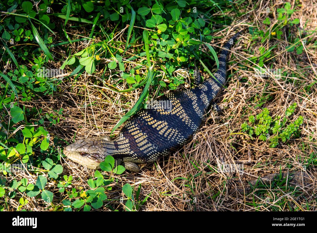 Lézard australien de langue bleue, Tiliqua scincoides Banque D'Images