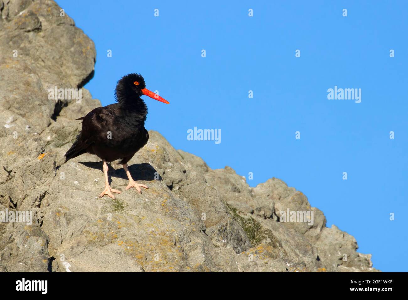 Huistercapcher noir (Haematopus bachmani), unité de la réserve naturelle nationale des îles de l'Oregon-Coquille point, Bandon, Oregon Banque D'Images