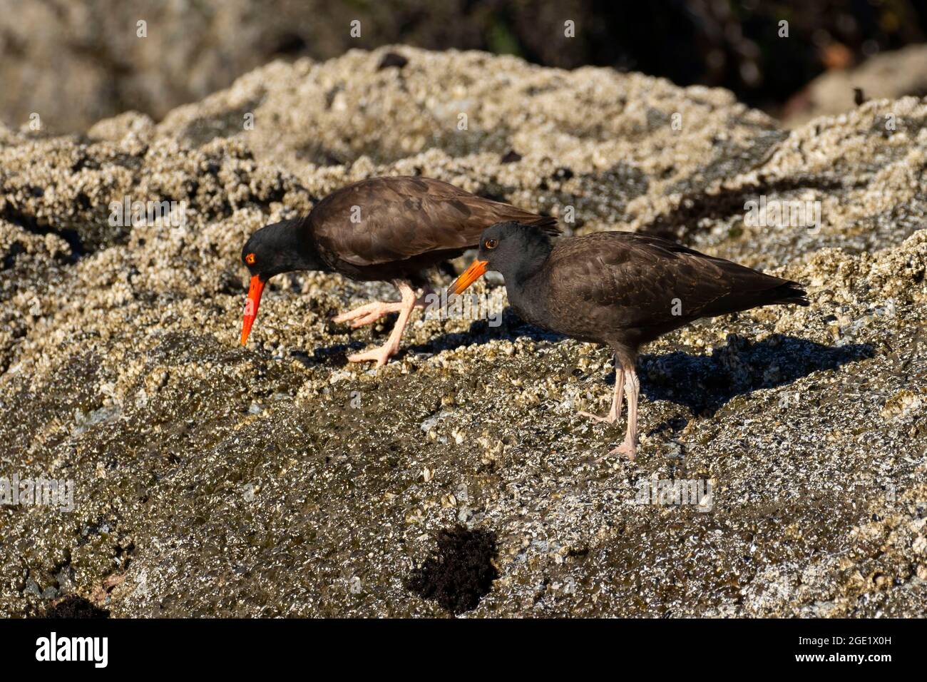 Huistercapcher noir (Haematopus bachmani), unité de la réserve naturelle nationale des îles de l'Oregon-Coquille point, Bandon, Oregon Banque D'Images