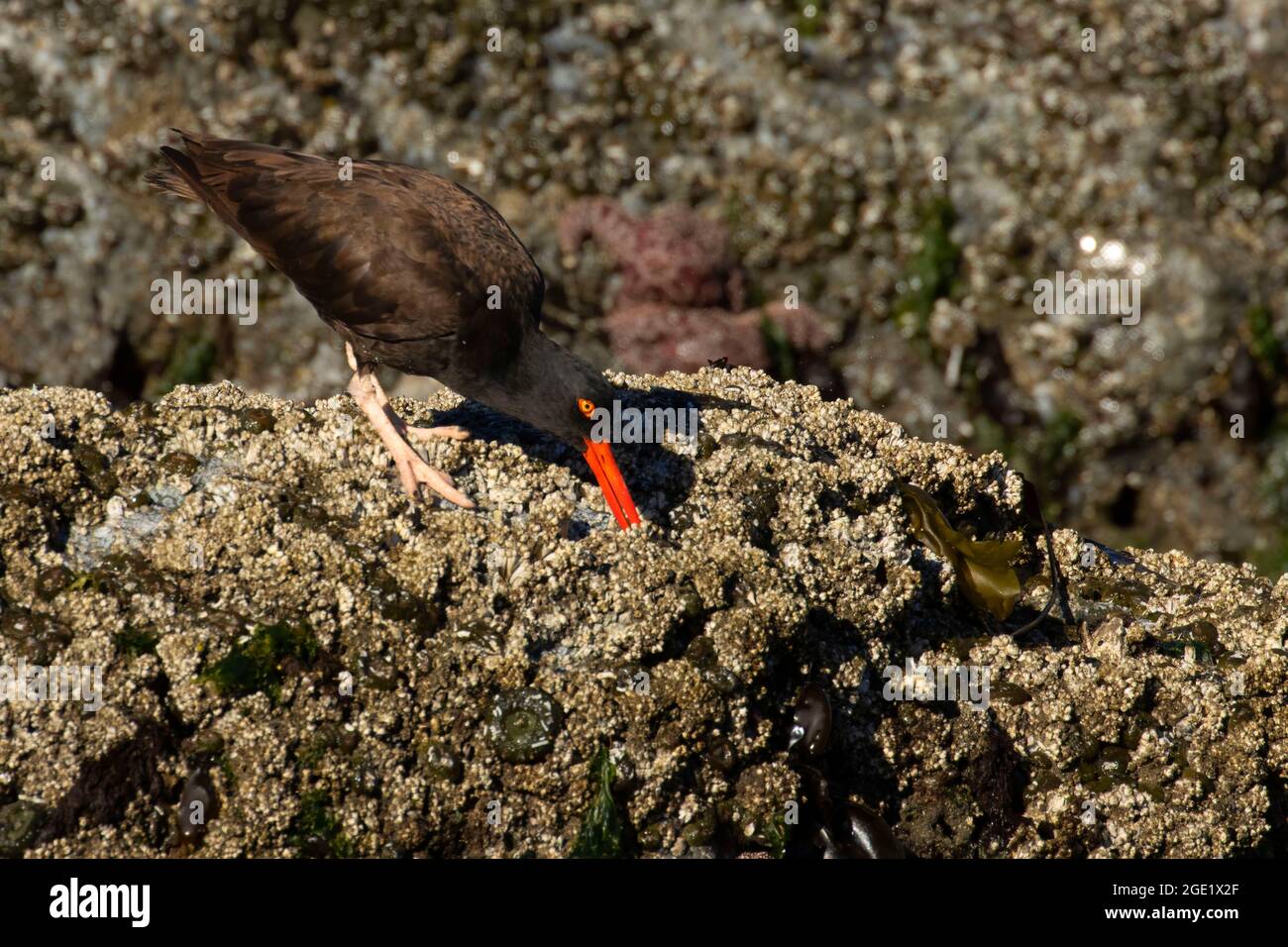 Huistercapcher noir (Haematopus bachmani), unité de la réserve naturelle nationale des îles de l'Oregon-Coquille point, Bandon, Oregon Banque D'Images