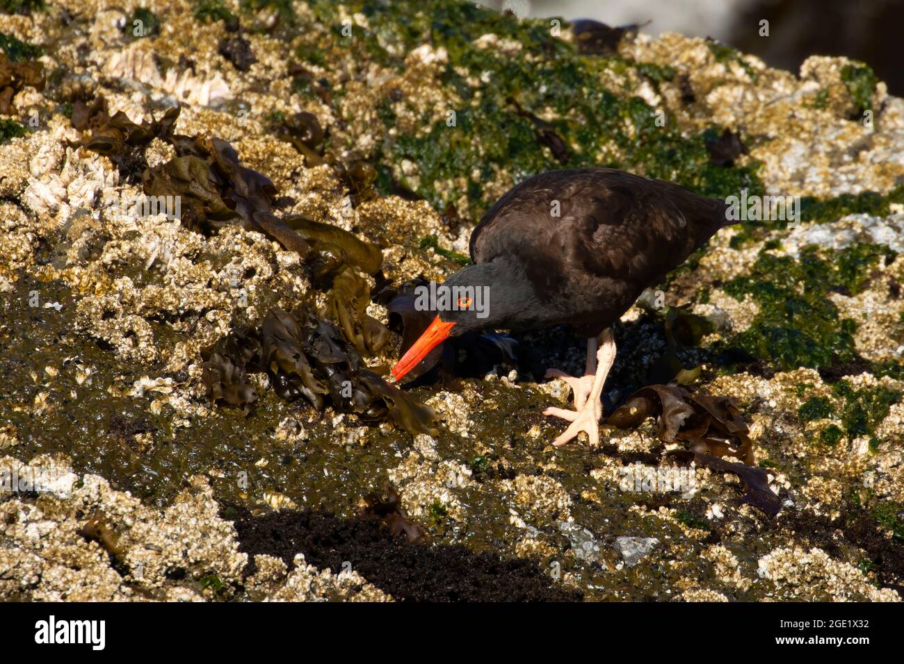 Huistercapcher noir (Haematopus bachmani), unité de la réserve naturelle nationale des îles de l'Oregon-Coquille point, Bandon, Oregon Banque D'Images