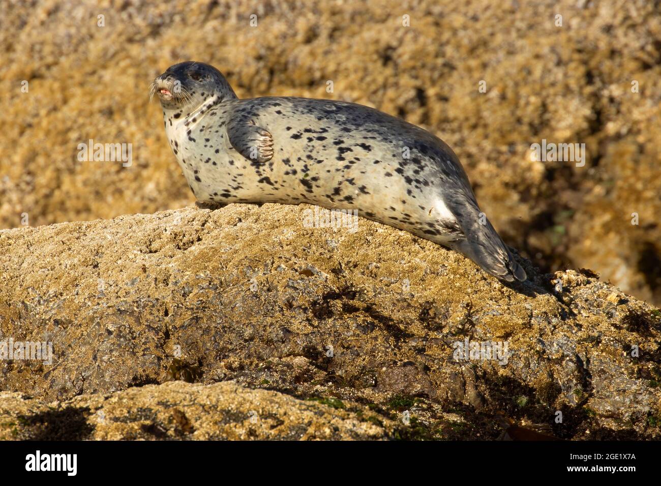 Harbour Seal (Phoca vitulina), réserve naturelle nationale des îles de l'Oregon, unité Coquille point, Bandon, Oregon Banque D'Images