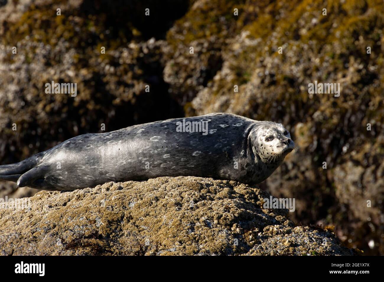 Harbour Seal (Phoca vitulina), réserve naturelle nationale des îles de l'Oregon, unité Coquille point, Bandon, Oregon Banque D'Images