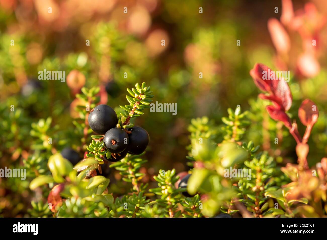 Baies mûres de crowberry (Empetrum nigrum) prêtes à cueillir en automne dans la nature finlandaise Banque D'Images