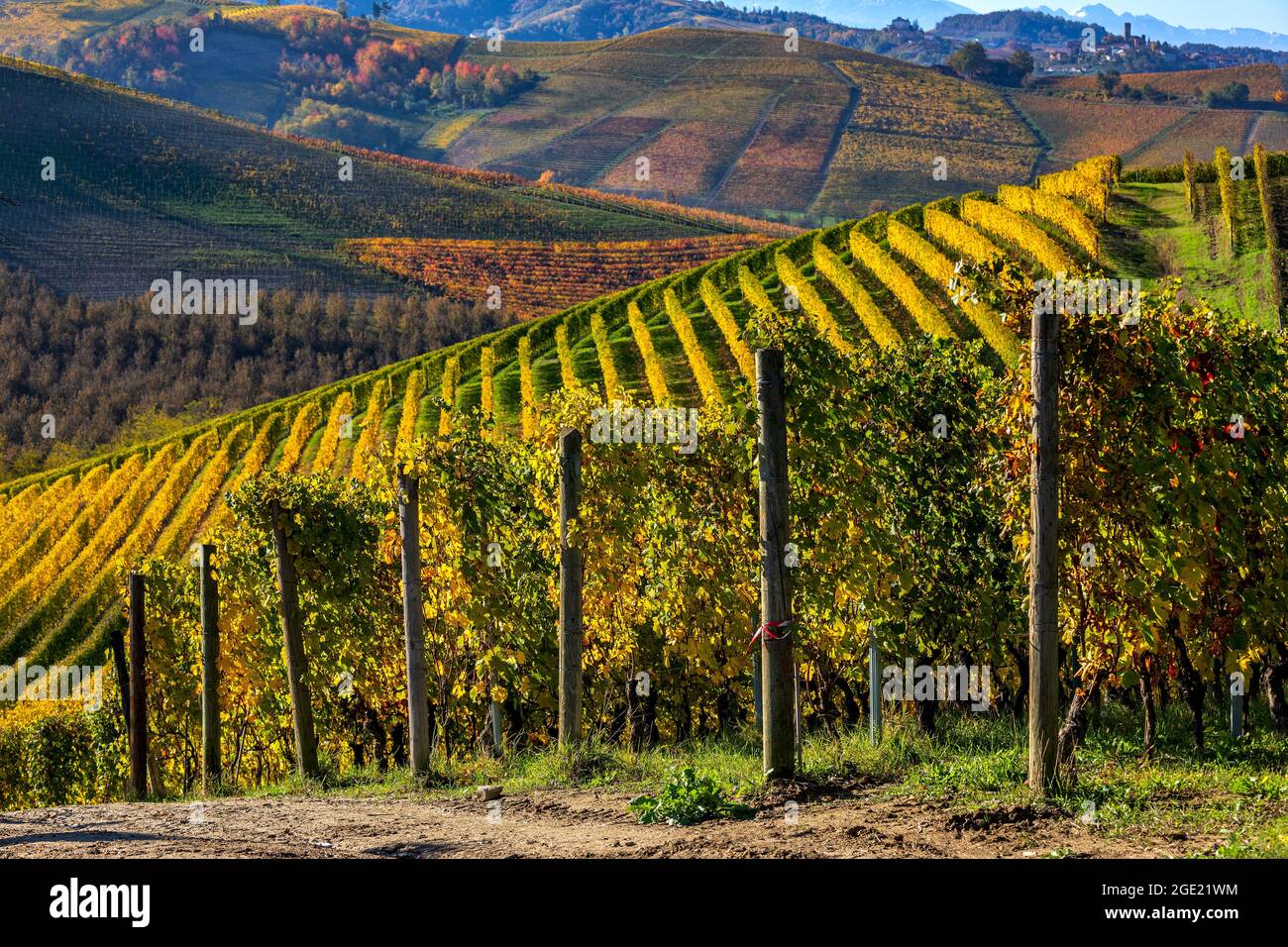Les vignobles verts et jaunes poussent sur les collines de Langhe dans le Piémont, dans le nord de l'Italie. Banque D'Images