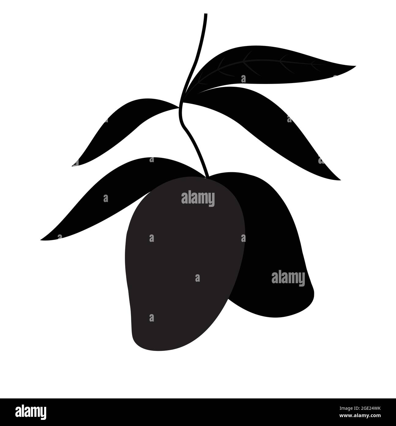 Deux mangues suspendues sur une branche avec des feuilles sur fond blanc. Vecteur de fruits de mangue juteuse isolé. Mangifera Indica. Illustration de Vecteur