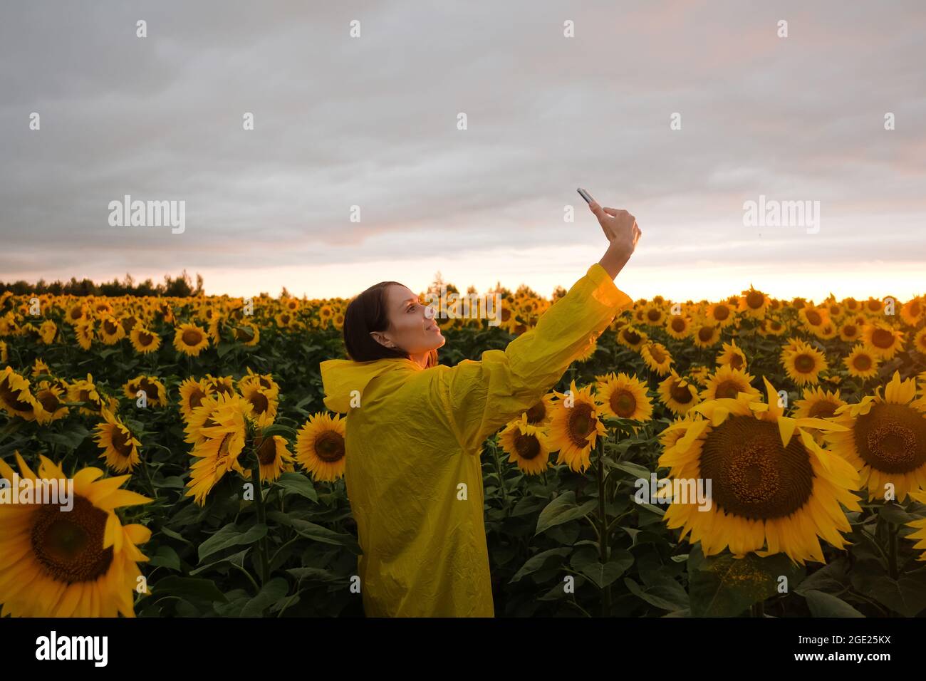 Femme de la vue arrière prenant le champ de tournesol selfie avec téléphone au coucher du soleil en été. Banque D'Images