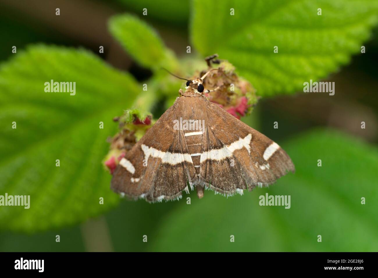 Teigne de la betterave, Spoladea recurvalis, Satara, Maharashtra, Inde Banque D'Images