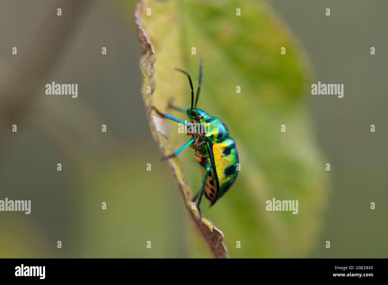 Latéral de Green Jewel Bug, Chyrsocoris Stolli, Satara, Maharashtra, Inde Banque D'Images