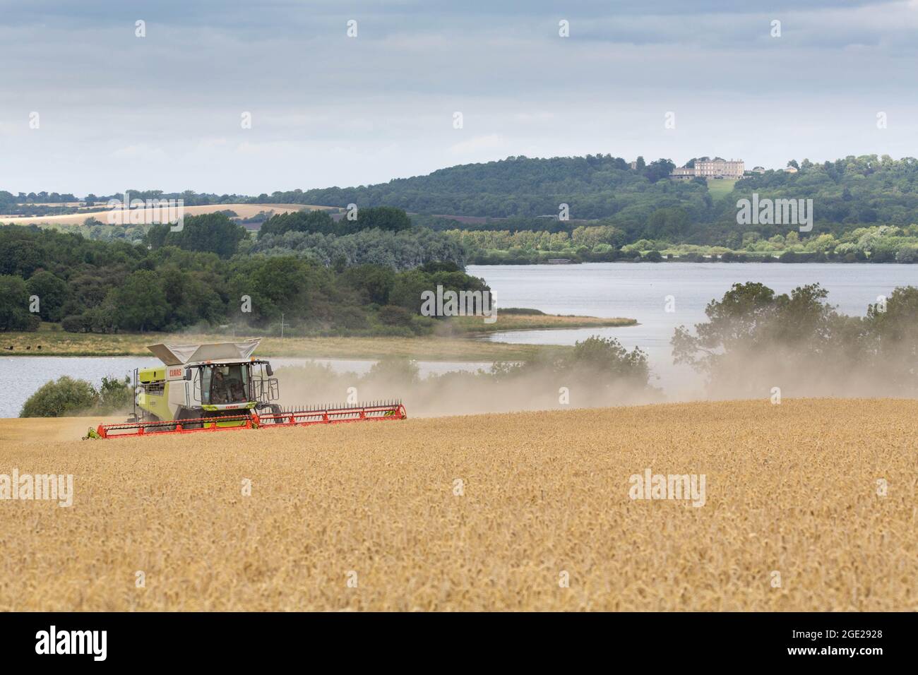 Oakham, Rutland, Angleterre 15 août 2021. Alors que le Royaume-Uni fait l'expérience d'un temps plus frais et instable, la ferme de Redhill récolte du blé d'hiver sur le bord de l'eau de Rutland, le plus grand réservoir du Royaume-Uni. Photo :- Tim Scrivener / Alamy Live News Banque D'Images