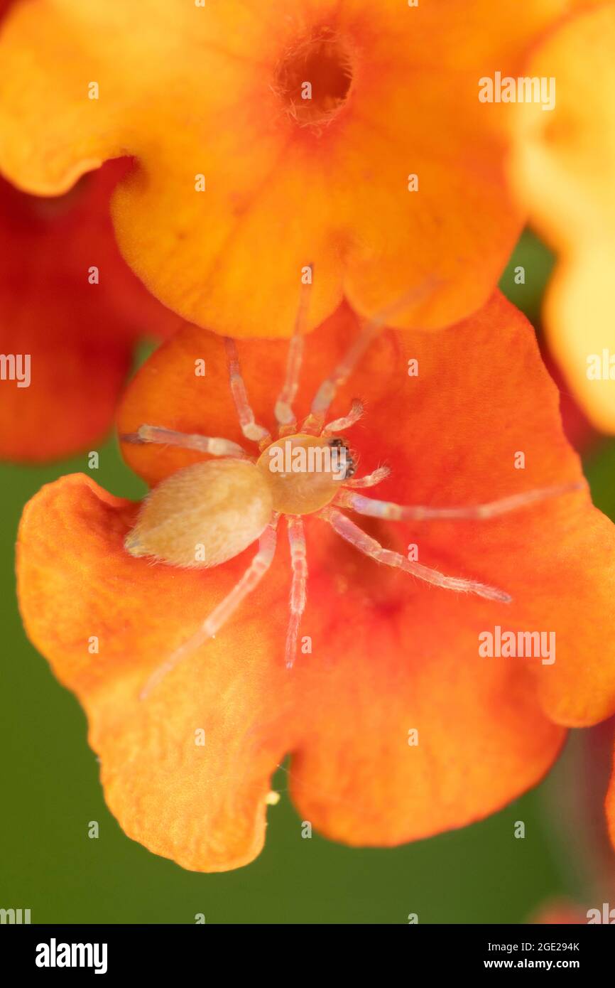 Petite araignée de sac sur fleur, Cheiracanthium intusum, Satara, Maharashtra, Inde Banque D'Images