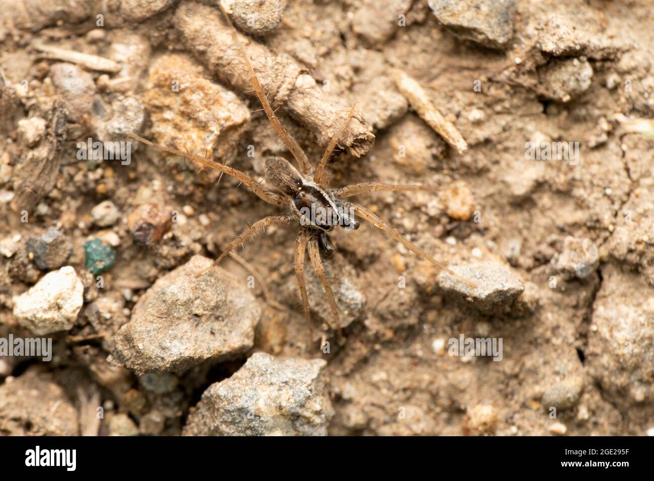 Wolf Spider, Pardosa birmanica Simon, 1884, Satara, Maharashtra, Inde Banque D'Images