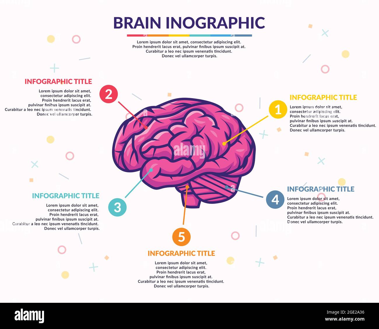 modèle de vecteur d'infographie du cerveau humain avec le texte de ...