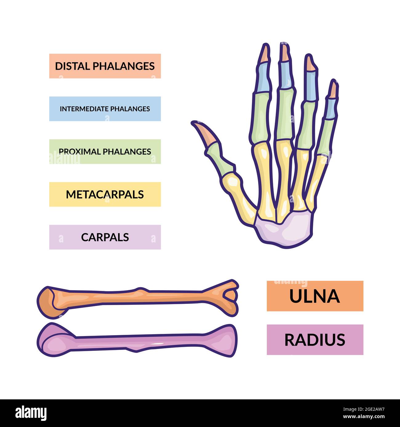 modèle vectoriel d'infographie sur les os du bras et de la main Illustration de Vecteur